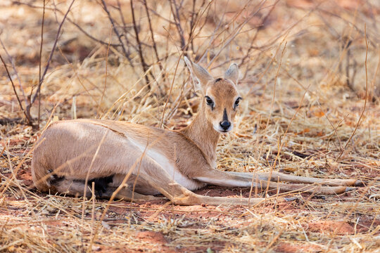 Damara Dik Dik animal relaxing at Okonjima Nature Reserve, Namibia, Africa