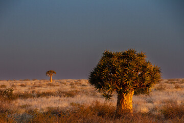 Quiver Trees at dusk