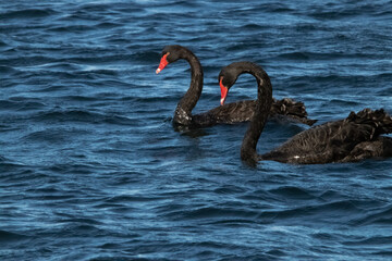A pair of black swans in New Zealand