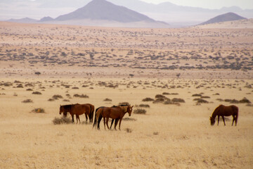 Fototapeta na wymiar Wild horses in the Namib desert