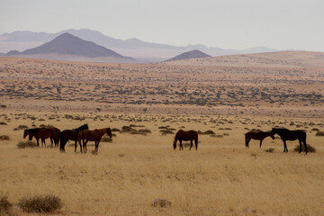 Fototapeta na wymiar Wild horses in the Namib desert