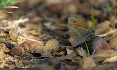 mushrooms in the grass