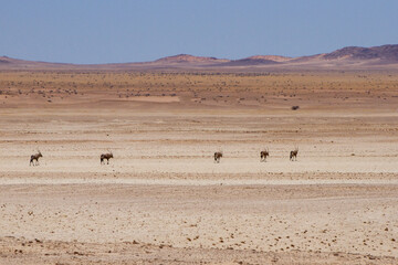 Fototapeta na wymiar Oryx in the Namib desert