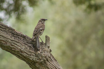 Mimus longicaudatus - Chisco