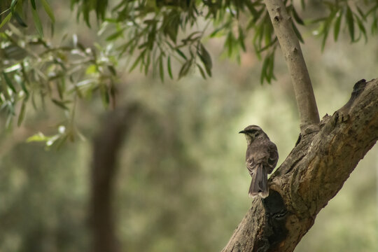 รูปภาพMimus เลือกดูภาพถ่ายสต็อก เวกเตอร์ และวิดีโอ1,247 Adobe Stock