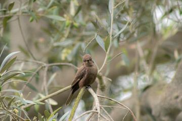 Pyrocephalus - Turtupilín Hembra