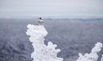 Gray jay at tree line
-White Mountains, New Hampshire 