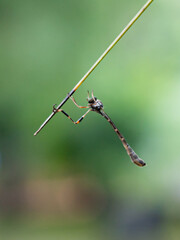 Leptogaster is a genus of robber fly in the family Asilidae