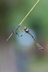 Leptogaster is a genus of robber fly in the family Asilidae