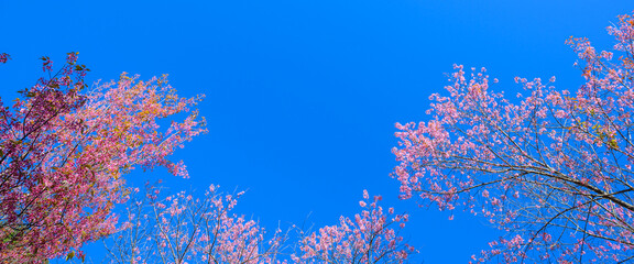 Beautiful Pink Cherry Blossom or Sakura flower blooming on tree in blue sky    