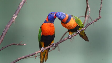 Red-collared lorikeet|Psittaciformes|Trichoglossus|Trichoglossus|紅領吸蜜鸚鵡| rubritorquis红领彩虹鹦鹉