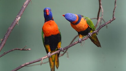 Red-collared lorikeet|Psittaciformes|Trichoglossus|Trichoglossus|紅領吸蜜鸚鵡| rubritorquis红领彩虹鹦鹉
