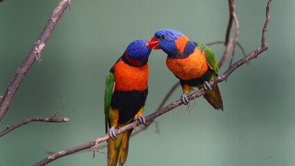 Le lorikeet à collier rouge (Trichoglossus rubritorquis) est un petit perroquet coloré, appartenant à la famille des Psittacidae.