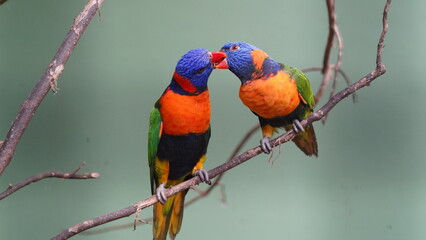 Red-collared lorikeet|Psittaciformes|Trichoglossus|Trichoglossus|紅領吸蜜鸚鵡| rubritorquis红领彩虹鹦鹉