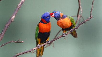Red-collared lorikeet|Psittaciformes|Trichoglossus|Trichoglossus|紅領吸蜜鸚鵡| rubritorquis红领彩虹鹦鹉
