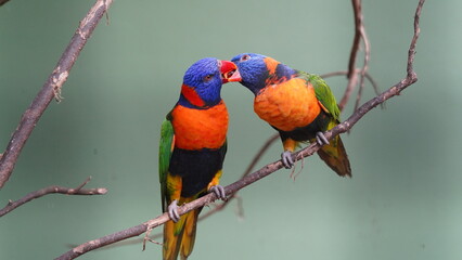 Der Rotkragenstar (Onychognathus morio) ist ein auffälliger Vogel aus der Familie der Stare (Sturnidae), der in Afrika beheimatet ist. 