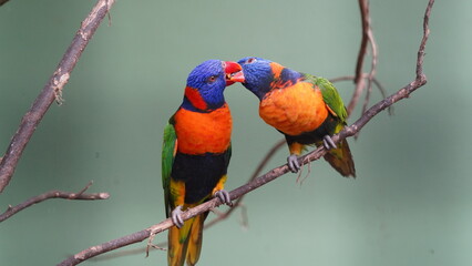 Red-collared lorikeet|Psittaciformes|Trichoglossus|Trichoglossus|紅領吸蜜鸚鵡|...