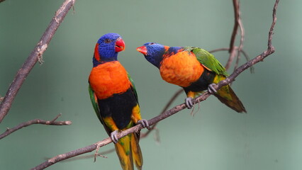 Red-collared lorikeet|Psittaciformes|Trichoglossus|Trichoglossus|紅領吸蜜鸚鵡| rubritorquis红领彩虹鹦鹉