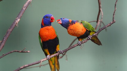 Red-collared lorikeet|Psittaciformes|Trichoglossus|Trichoglossus|紅領吸蜜鸚鵡| rubritorquis红领彩虹鹦鹉