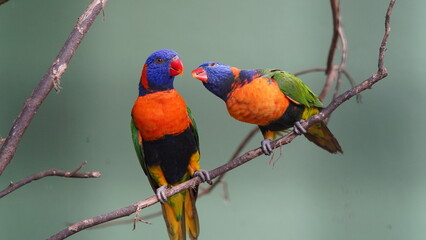 Red-collared lorikeet|Psittaciformes|Trichoglossus|Trichoglossus|紅領吸蜜鸚鵡| rubritorquis红领彩虹鹦鹉
