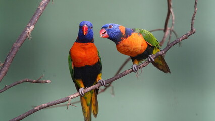 Red-collared lorikeet|Psittaciformes|Trichoglossus|Trichoglossus|紅領吸蜜鸚鵡| rubritorquis红领彩虹鹦鹉