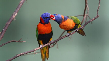 Red-collared lorikeet|Psittaciformes|Trichoglossus|Trichoglossus|紅領吸蜜鸚鵡| rubritorquis红领彩虹鹦鹉