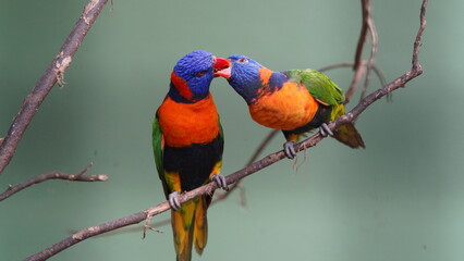 Red-collared lorikeet|Psittaciformes|Trichoglossus|Trichoglossus|紅領吸蜜鸚鵡| rubritorquis红领彩虹鹦鹉