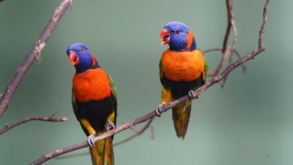 Red-collared lorikeet|Psittaciformes|Trichoglossus|Trichoglossus|紅領吸蜜鸚鵡| rubritorquis红领彩虹鹦鹉