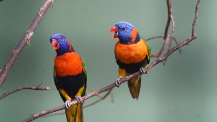 Red-collared lorikeet|Psittaciformes|Trichoglossus|Trichoglossus|紅領吸蜜鸚鵡| rubritorquis红领彩虹鹦鹉