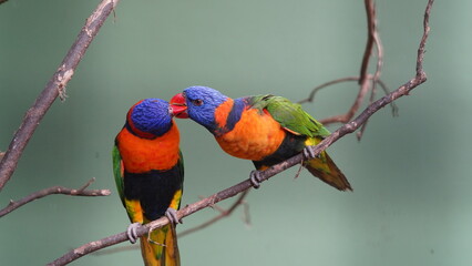 Red-collared lorikeet|Psittaciformes|Trichoglossus|Trichoglossus|紅領吸蜜鸚鵡| rubritorquis红领彩虹鹦鹉