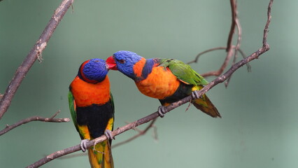 Red-collared lorikeet|Psittaciformes|Trichoglossus|Trichoglossus|紅領吸蜜鸚鵡| rubritorquis红领彩虹鹦鹉
