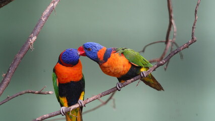 Red-collared lorikeet|Psittaciformes|Trichoglossus|Trichoglossus|紅領吸蜜鸚鵡| rubritorquis红领彩虹鹦鹉