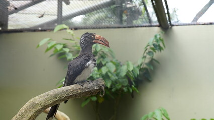 Bucerotiformes|Bucerotidae|Lophoceros|Crowned hornbill|非洲犀鳥|冕弯嘴犀鸟