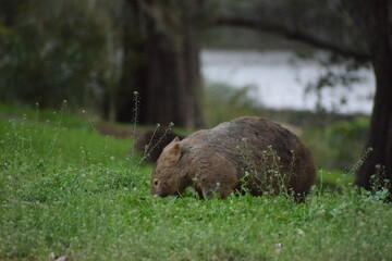 A wombat eating grass by a Wollongong stream. 