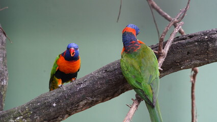 Red-collared lorikeet|Psittaciformes|Trichoglossus|Trichoglossus|紅領吸蜜鸚鵡| rubritorquis红领彩虹鹦鹉