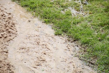 green grass and wet sand