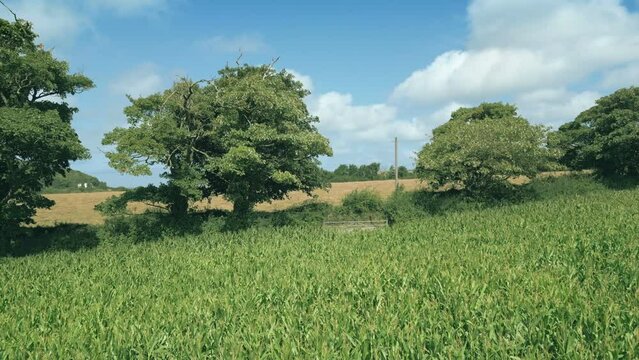 Flying Up To Gate In Sunny Corn Field - Agricultural Landscape