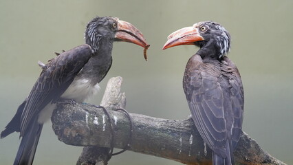 Bucerotiformes|Bucerotidae|Lophoceros|Crowned hornbill|非洲犀鳥|冕弯嘴犀鸟
