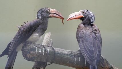Bucerotiformes|Bucerotidae|Lophoceros|Crowned hornbill|非洲犀鳥|冕弯嘴犀鸟