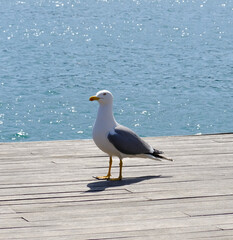 seagull on the pier