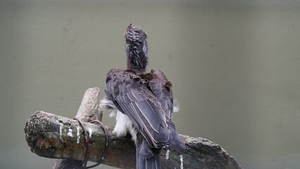 Bucerotiformes|Bucerotidae|Lophoceros|Crowned hornbill|非洲犀鳥|冕弯嘴犀鸟