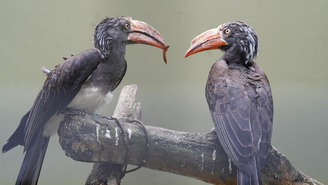 Bucerotiformes|Bucerotidae|Lophoceros|Crowned hornbill|非洲犀鳥|冕弯嘴犀鸟