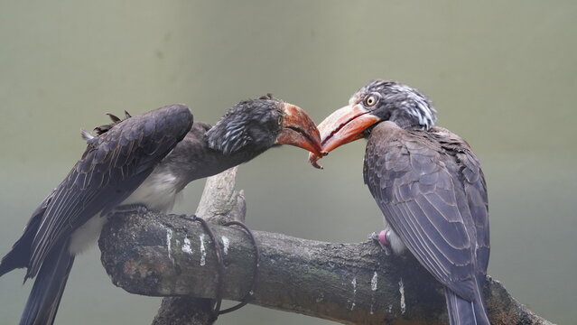 Bucerotiformes|Bucerotidae|Lophoceros|Crowned hornbill|非洲犀鳥|冕弯嘴犀鸟