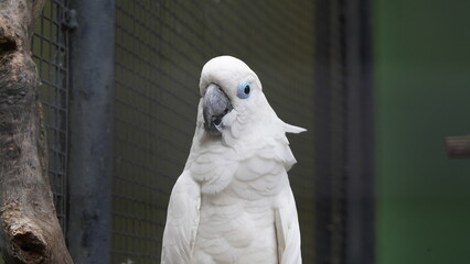 Psittaciformes| Cacatuidae|Cacatua|Cacatua ophthalmica|葵花鳳頭鸚鵡|藍眼鳳頭鸚鵡