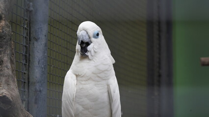 Psittaciformes| Cacatuidae|Cacatua|Cacatua ophthalmica|葵花鳳頭鸚鵡|藍眼鳳頭鸚鵡