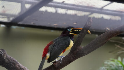 Chestnut-Eared Aracari|Pteroglossus castanotis|栗耳阿拉卡鴷