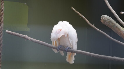 Psittaciformes| Cacatuidae|Cacatua|Cacatua ophthalmica|葵花鳳頭鸚鵡|藍眼鳳頭鸚鵡
