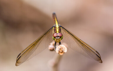 Close up of Dragonfly perched on a tree branch, dry wood and nature background, Selective focus, insect macro, Colorful insect in Thailand.