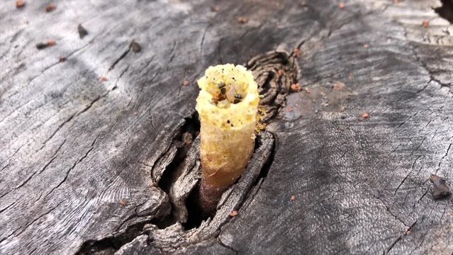 Small stingless bees, native to Brazilian forests, known as jataí bees or mirim bees