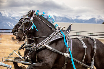 Percheron Horse team pulling a carriage - obrazy, fototapety, plakaty
